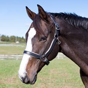 Smartpak Soft Padded Leather Halter - Cob - Black/Teal