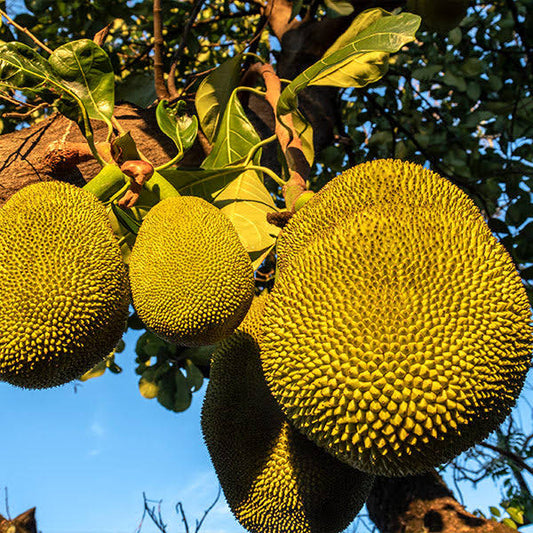 3 Gallon - Jackfruit Tree - Exotic Fruit With Many Uses - Including Vegetarian Cooking, Outdoor Plant