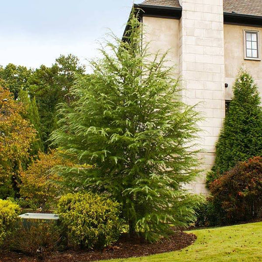 1-2 Ft. - Deodar Cedar Tree - Fast Conifer Growth Plus Unique Gray-Green Foliage