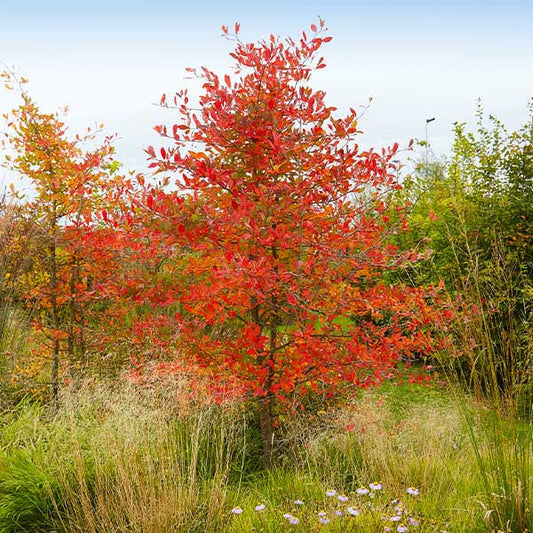 3-4 Ft. - Autumn Brilliance Serviceberry - Ornamental Growth That Thrives In Tough Areas