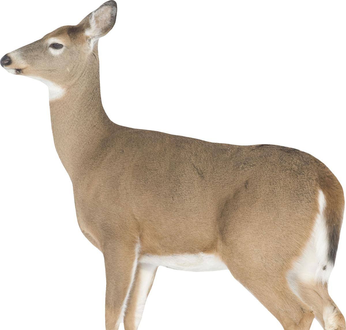 Montana Decoy Dreamy Doe Decoy